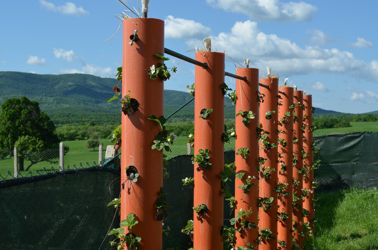 Bed and Breakfast Vis Velika Esterno foto